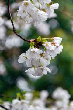 雨后樱花