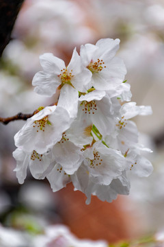 雨后樱花