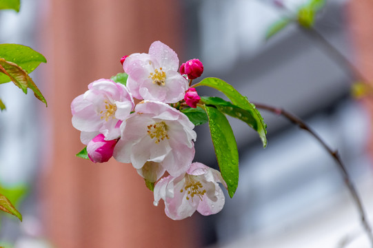 雨后海棠花