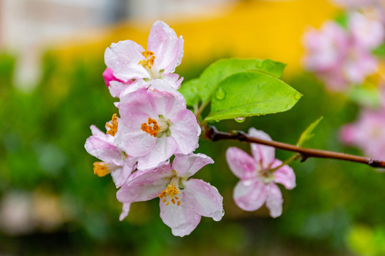 雨后海棠花