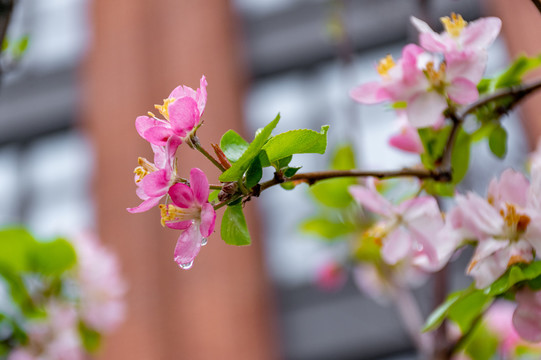 雨后海棠花