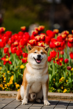 柴犬高清写真