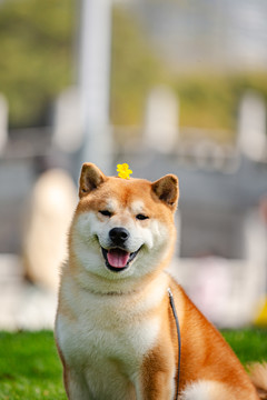 柴犬高清写真