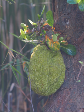 菠萝蜜树果