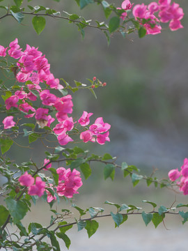 三角梅鲜花背景素材