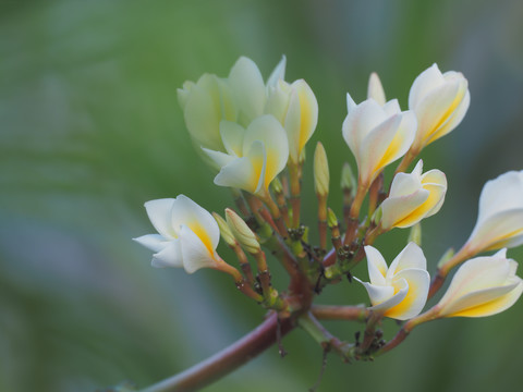 鸡蛋花