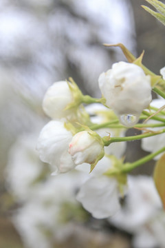 雨天下的梨花花苞