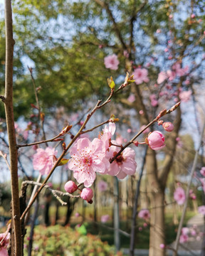 梅花樱花