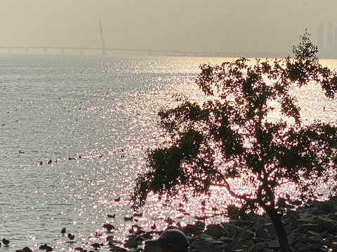 深圳湾日落