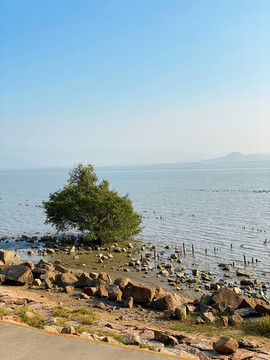 深圳湾红树林