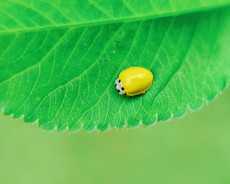 微距瓢虫与植物