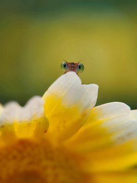 微距蜜蜂与鸡蛋花