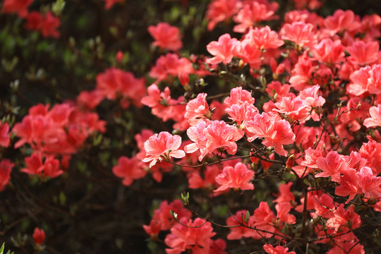 杜鹃花