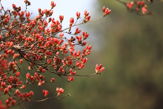 杜鹃花