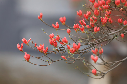 杜鹃花