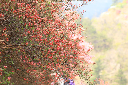 杜鹃花