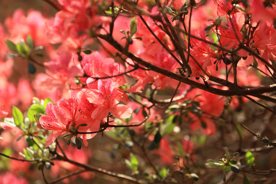 杜鹃花