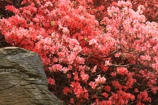 杜鹃花