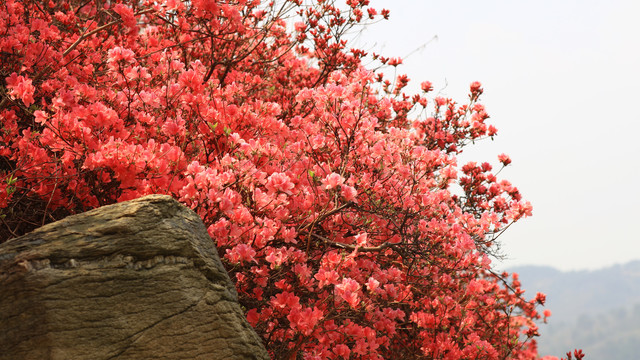 杜鹃花