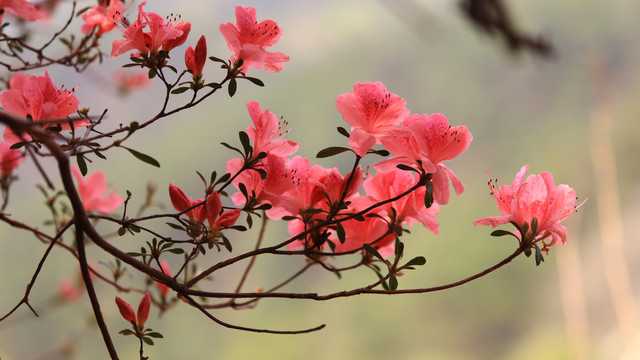 杜鹃花