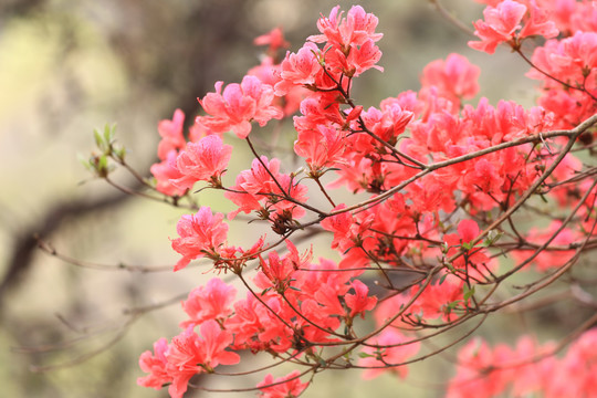 杜鹃花