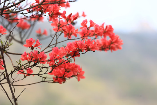 杜鹃花