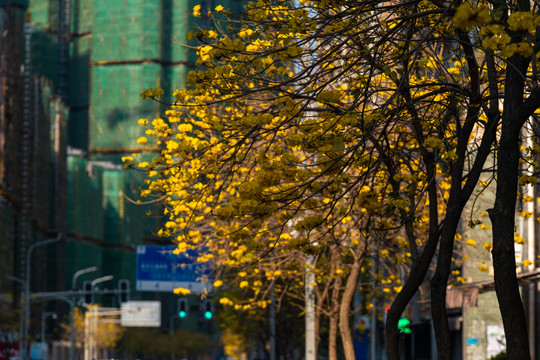 西昌街景风铃花西昌风景