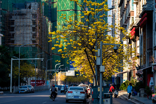 西昌街景风铃花西昌风景