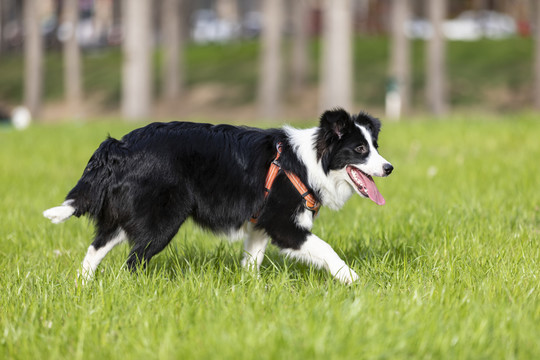 德国牧羊犬