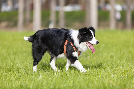 边境牧羊犬