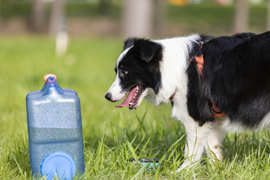 狗狗喝水