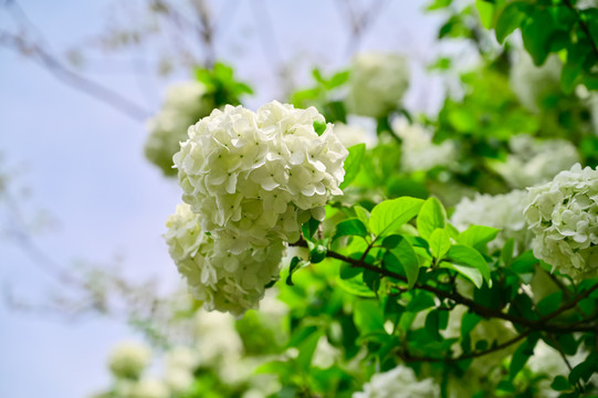 春天公园阳光下的木绣球花花海