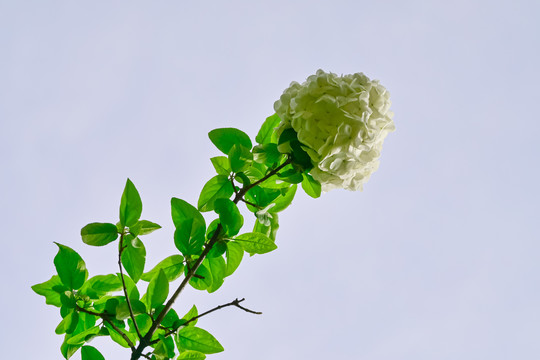 春天公园阳光下的木绣球花花海