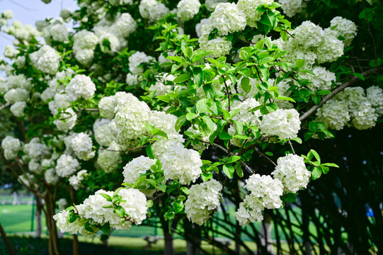 春天公园阳光下的木绣球花花海