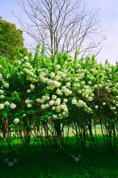 春天公园阳光下的木绣球花花海