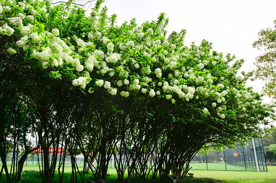 春天公园阳光下的木绣球花花海