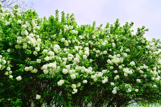 春天公园阳光下的木绣球花花海