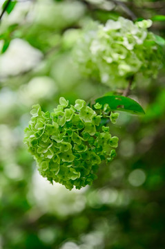 春天公园阳光下的木绣球花特写