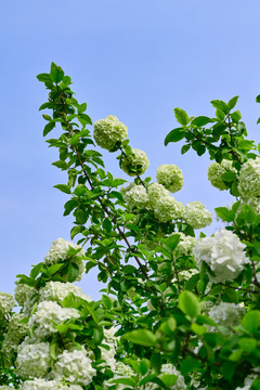 春天公园阳光下的木绣球花花海