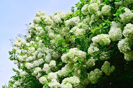 春天公园阳光下的木绣球花花海