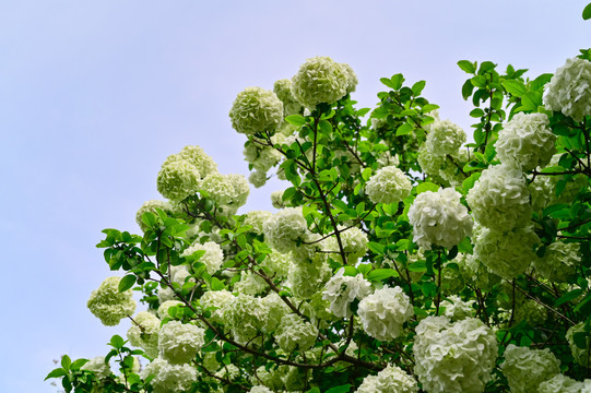 春天公园阳光下的木绣球花花海