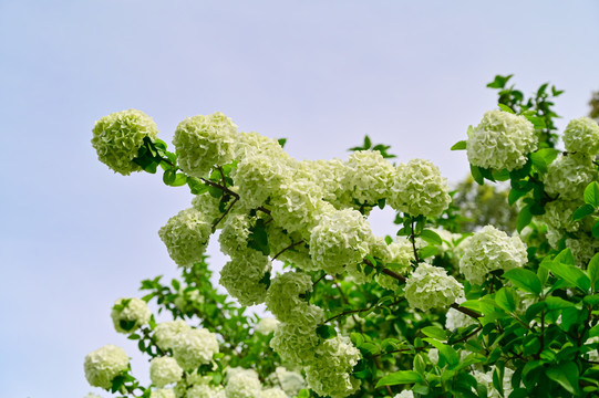 春天公园阳光下的木绣球花花海