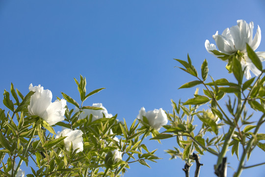 仰拍蓝天白云鲜花