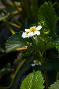 草莓花