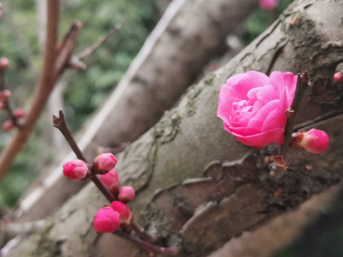 树干花苞