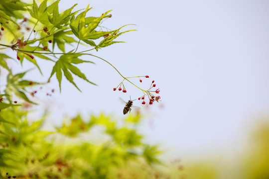 蜂恋花