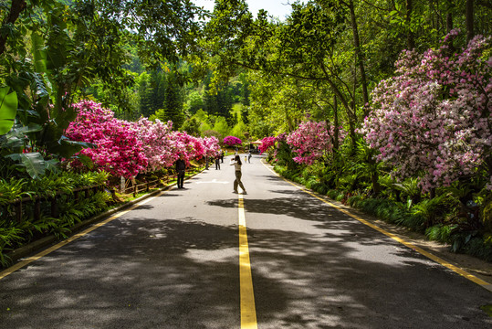 赏花大道