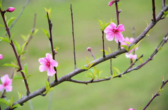 桃花