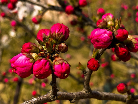 梅花