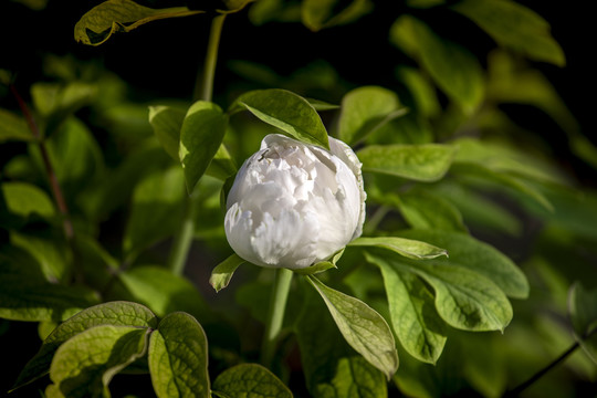 白牡丹鲜花